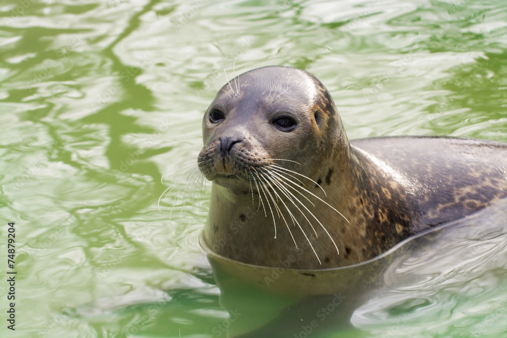 Obraz premium Harbor seal (Phoca vitulina)