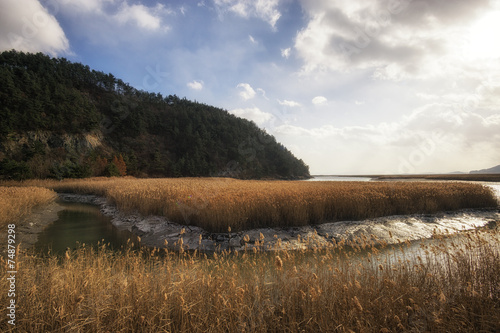 Suncheon wetlands with sunlight and reeds. photo