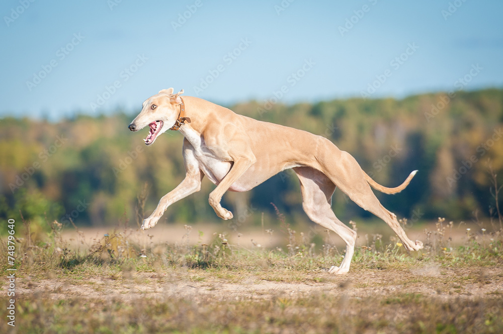 Greyhound running in autumn