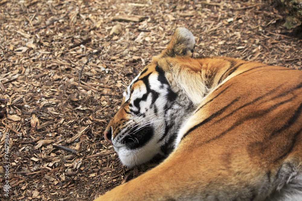 Fototapeta premium Amur tiger sleeps.