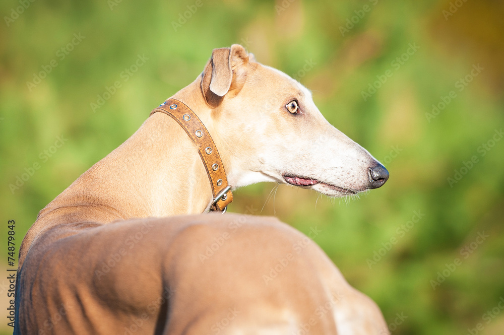 Beautiful portrait of greyhound in autumn