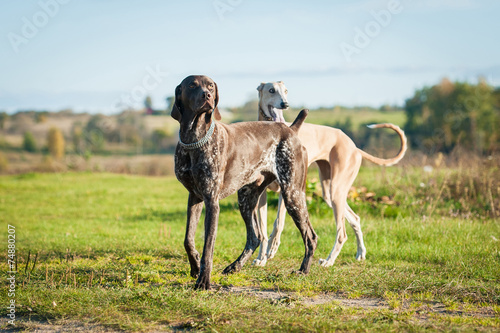 German pointer walking with a greyhound