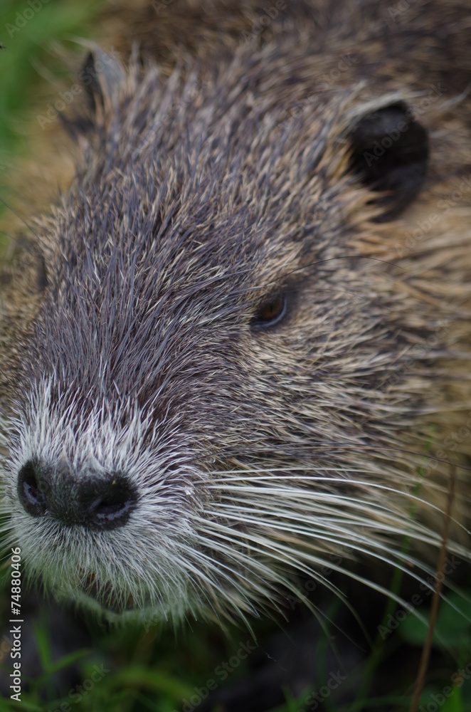 Bisamratte Bisamratte