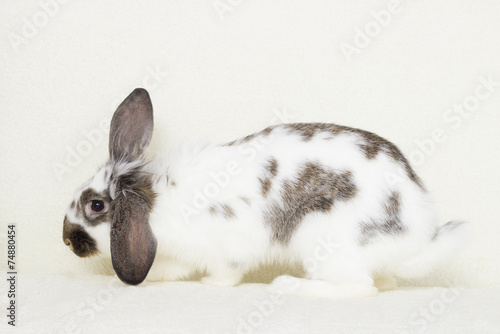 cute rabbit on the bedspread