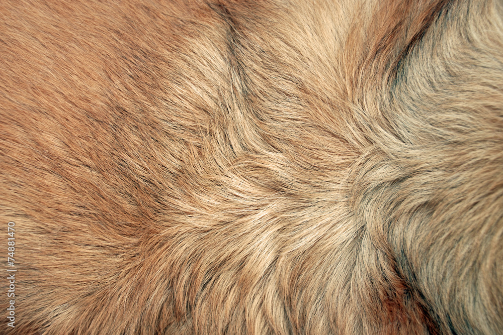 Obraz premium Hundehaare, q.