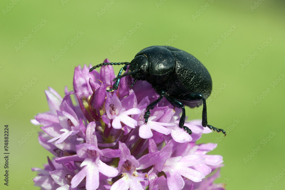 Naklejka premium Blattkaefer, Chrysolina sturmi,