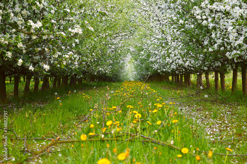 Fototapeta Naklejka Na Ścianę i Meble -  Young apple orchard