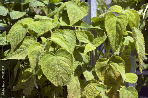 Mandarinensalbei; Salvia, elegans; photo