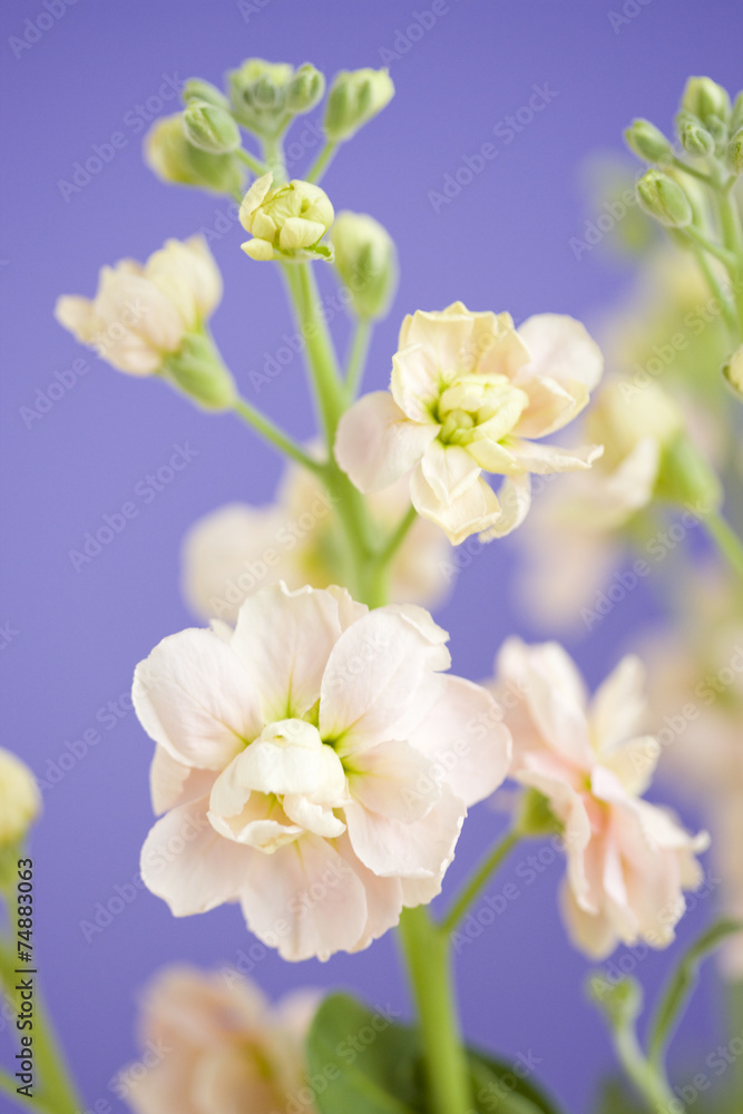 ストックの花 ストックの花