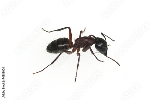 Schwarze Rossameise  Camponotus  herculeanus © Ruckszio