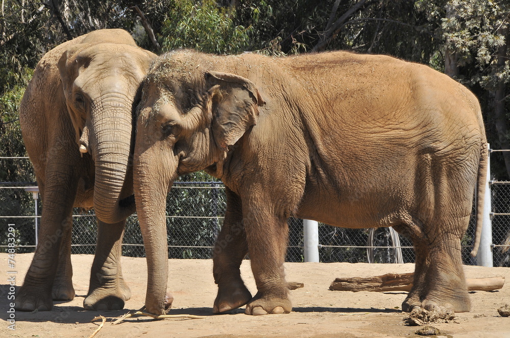 Obraz premium Elephants in a zoo