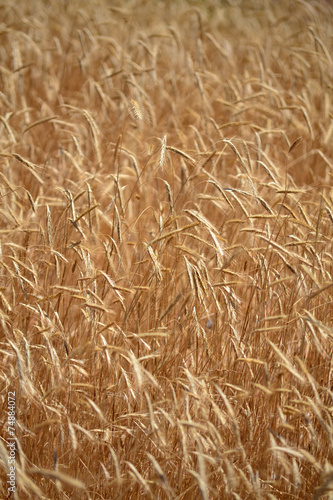 rye agricultural field