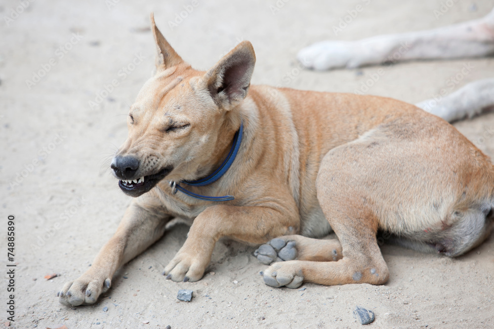 angry dog with bared teeth in Thailand angry dog with bared teeth in Thailand