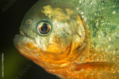 Close up view of a red bellied piranha fish on a tank.