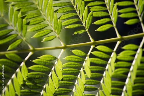 Close macro view of a Bipinnate leaflets type of tree leaf.