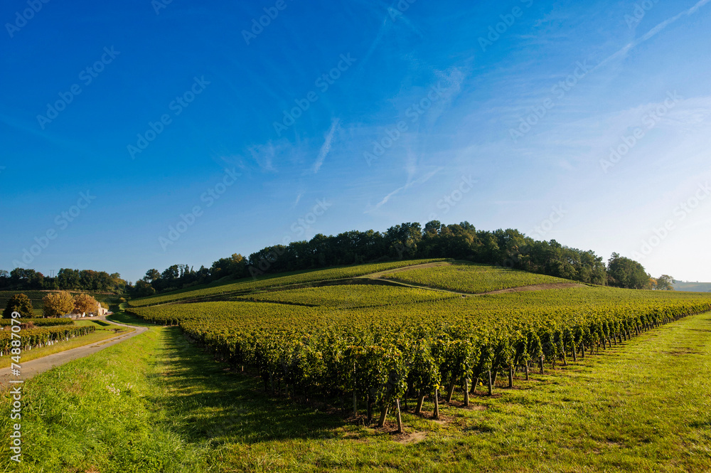 Vineyard Sunrise-Vineyards of Saint Emilion, Bordeaux Vineyards