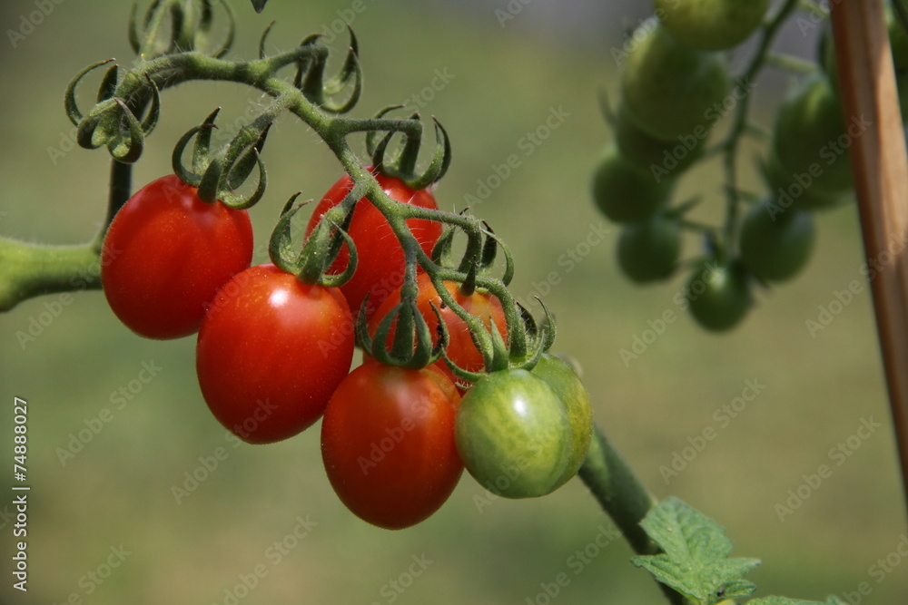 little cherry tomatoes