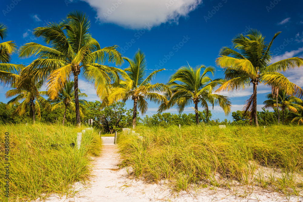 Fototapeta premium Palm trees and beach path at Smathers Beach, Key West, Florida.