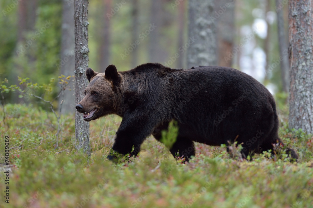 Fototapeta premium Brown bear walking in the forest
