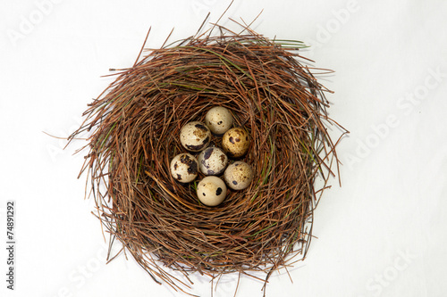 Nest with quail eggs photo