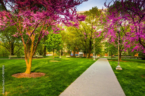 Redbud trees along a path at the Capitol Complex in Harrisburg,