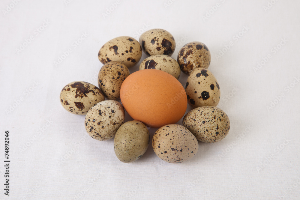 Fototapeta premium Quail eggs with an big chicken one