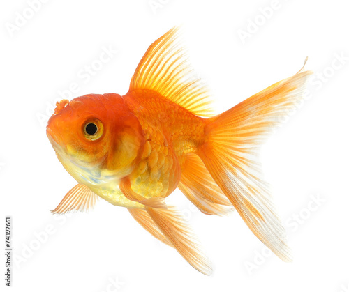gold fish isolated on white background © sommai