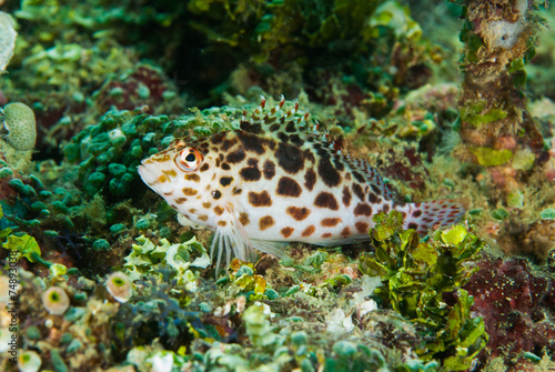 Pixy hawkfish in Ambon, Maluku, Indonesia underwater
