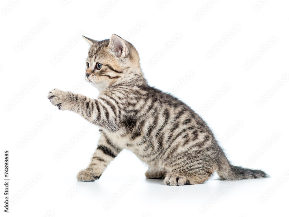 playful kitten cat isolated on white