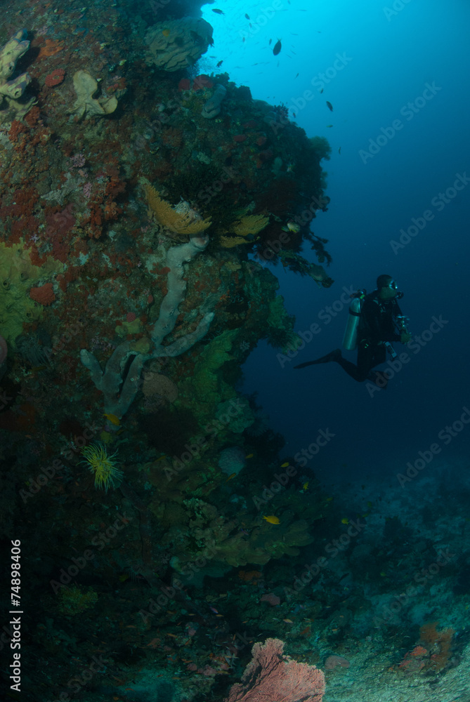 Diver, sponge, coral reef in Ambon, Maluku underwater