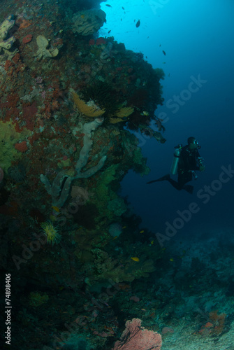 Fototapeta Naklejka Na Ścianę i Meble -  Diver, sponge, coral reef in Ambon, Maluku underwater