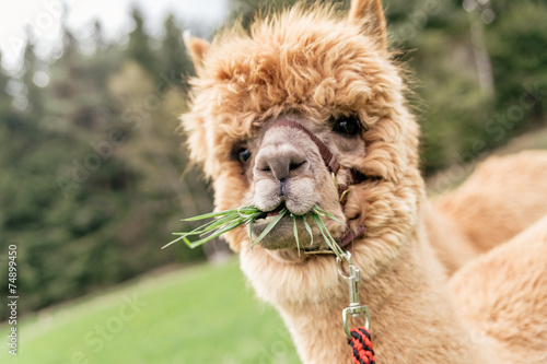 Funny alpaca with mouth full of grass