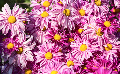 Many big bright pink flowers with yellow stamens