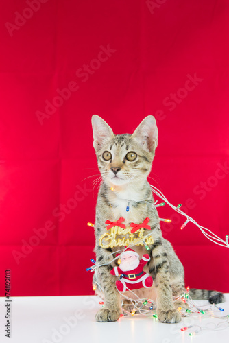 A cat bind wire santa claus for christmas © sorapop