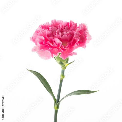 Fototapeta Naklejka Na Ścianę i Meble -  Pink flower