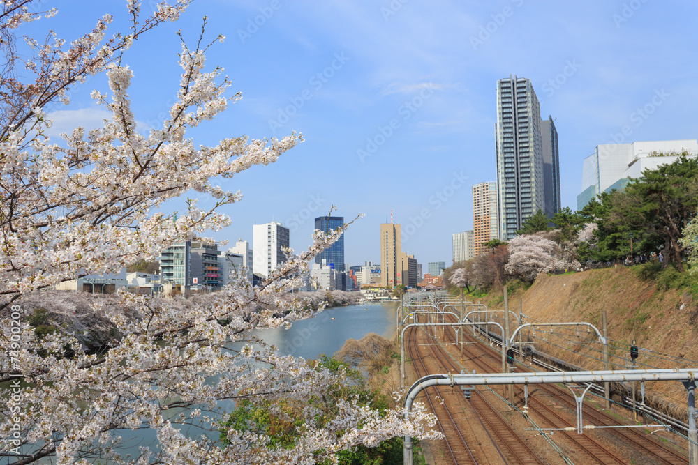Naklejka premium Cherry blossoms at the Sotobori Park in Tokyo