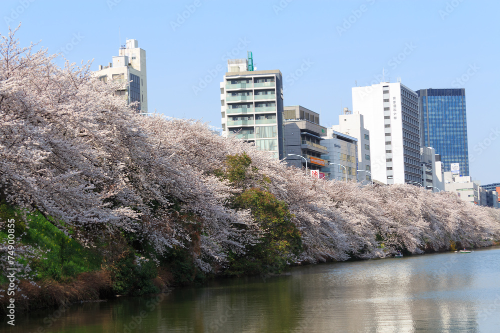 Fototapeta premium Cherry blossoms at the Sotobori Park in Tokyo