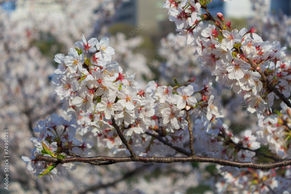 Obraz premium Cherry blossoms at the Sotobori Park in Tokyo
