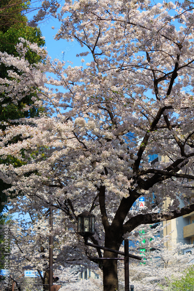 Cherry blossoms at the Yasukuni-dori in Tokyo Cherry blossoms at the Yasukuni-dori in Tokyo