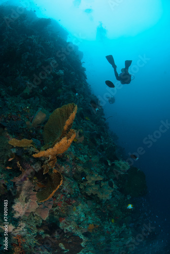 Diver, sponge in Ambon, Maluku, Indonesia underwater