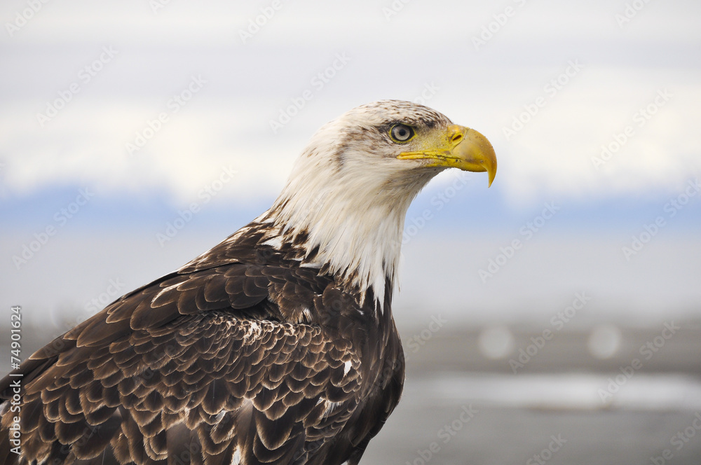 Obraz premium Closeup portrait of a bald eagle, Alaska