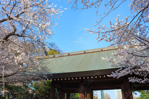 Cherry blossoms at the Yasukuni Shrine in Tokyo © Scirocco340