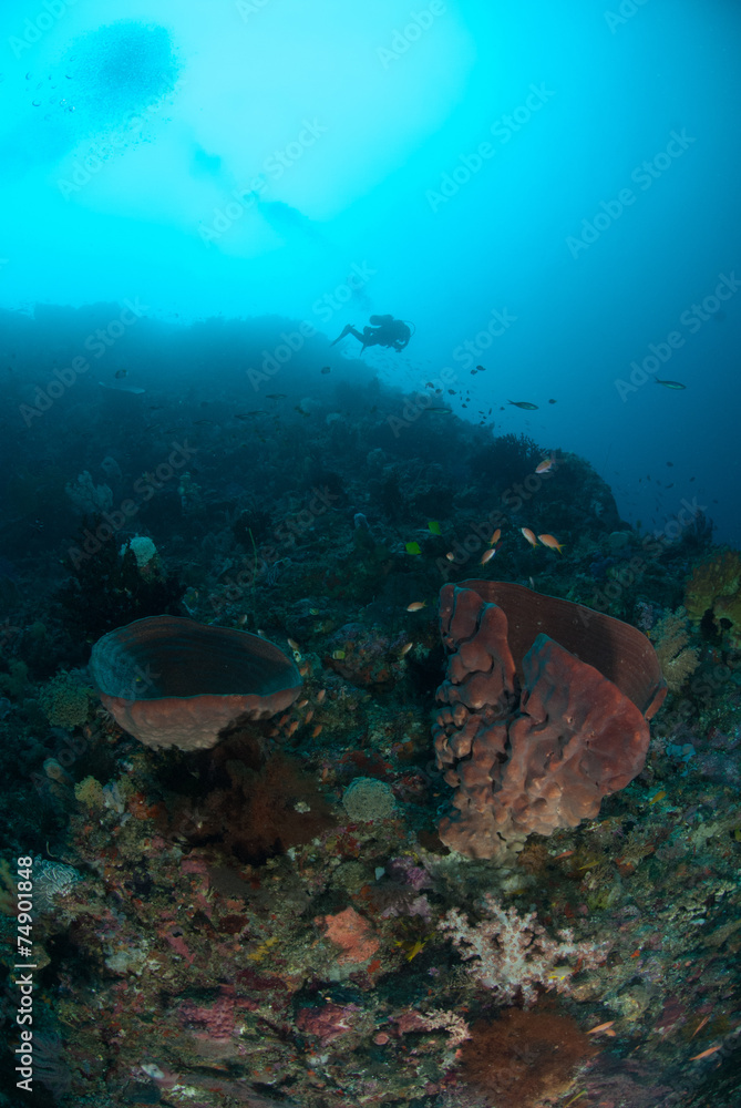 Diver, sponge in Ambon, Maluku underwater Diver, sponge in Ambon, Maluku underwater