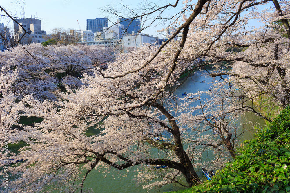 Obraz premium Cherry blossoms at Chdori-ga-fuchi in Tokyo