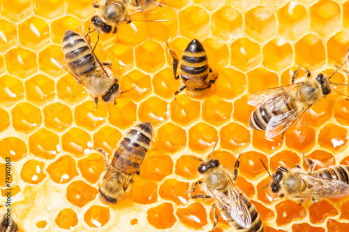 Macro of working bee on honeycells.