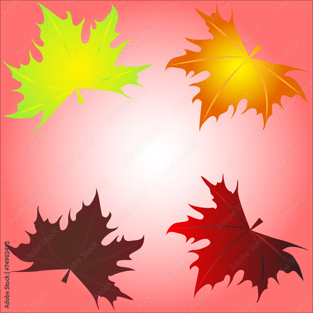 Maple leaves on a white background