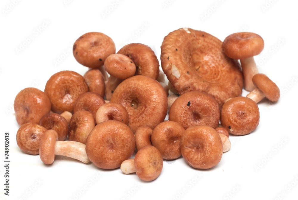 Mushrooms on a white background. Background. Photo. Mushrooms on a white background. Background. Photo.