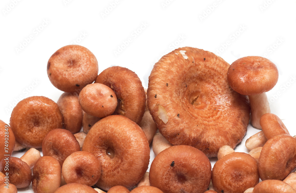 Mushrooms on a white background. Background. Photo. Mushrooms on a white background. Background. Photo.