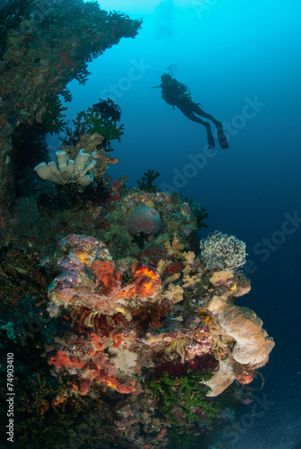 Diver, sponges, black sun coral in Ambon, Maluku underwater