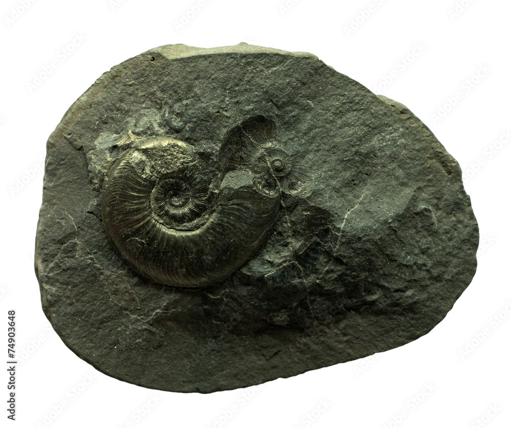 The Ammonites fossil on whte background The Ammonites fossil on whte background